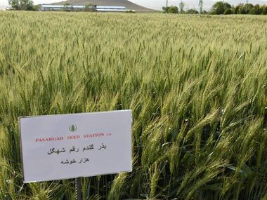 Shahbod Wheat Product Image