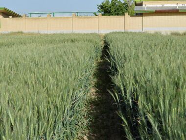 Shahbod Wheat Product Image
