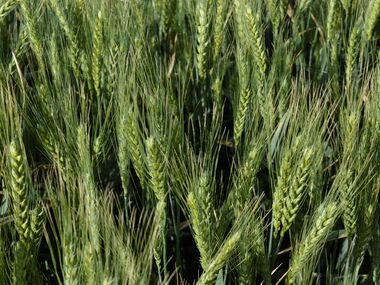 Shahbod Wheat Product Image