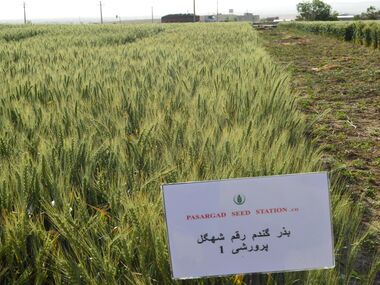 Shahbod Wheat Product Image
