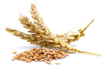 Shahgol wheat Seed Product